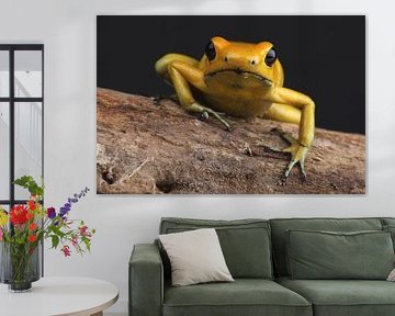 Gelbgold-Giftfrosch (Phyllobates terribilis) von Ronald Pol