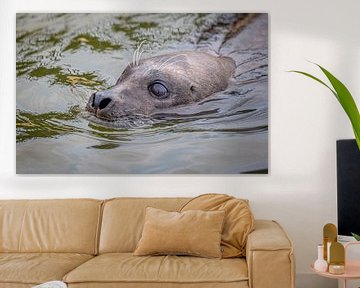 Nieuwsgierige Zeehond in de Oosterschelde van Wouter Triki Photography