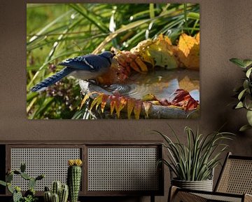A blue jay in the garden in autumn by Claude Laprise