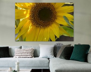 A sunflower in the garden by Claude Laprise