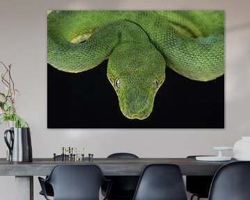 Grüne Hundskopfboa (Corallus caninus) von Ronald Pol