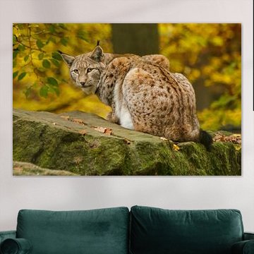 Eurasischer Luchs im Herbstwald