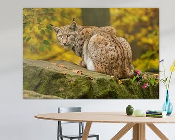 Euraziatische Lynx in herfstbos