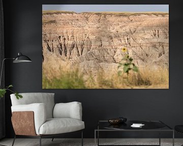 Sunflower in Badlands National Park, South Dakota, USA by Jeroen van Deel
