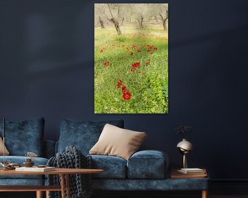 Romantic flower field in olive orchard by Rob IJsselstein