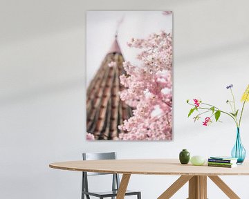 Cherry Blossom