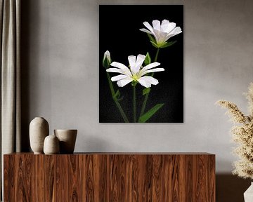 White Stellaria Flower Abstract Lowpoly by Yoga Art 15