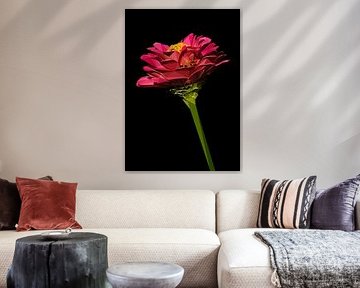 Red Zinnia Flower Abstract Low Poly