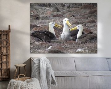 Galapagos albatrosses having a chat! von Bart Muller