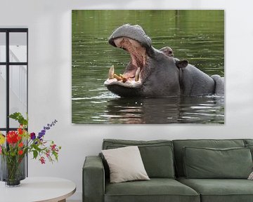 Yawning  Hippo by Erica Thielen