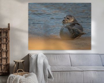 Gewone zeehond - Uitwatering Katwijk aan Zee van Karen de Geus