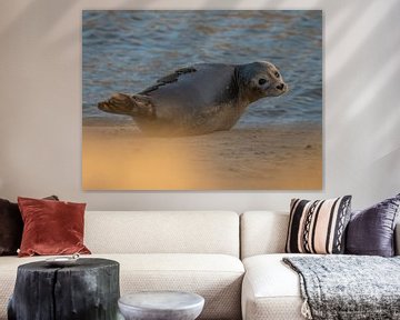 Gewone zeehond - Uitwatering Katwijk aan Zee van Karen de Geus