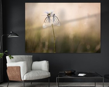 Two white butterflies on a daisy by Judith Borremans