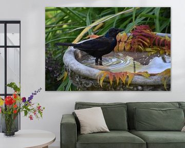 A bronze grackle in the garden by Claude Laprise