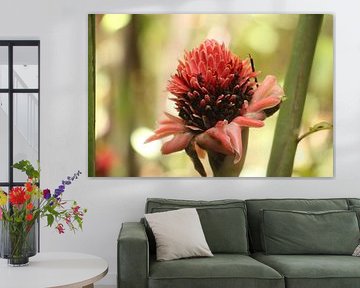 Caribbean flower