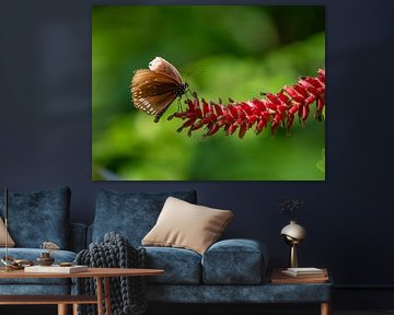 butterfly by snippefotografie