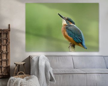 IJsvogel in paalhouding van Martin Bredewold