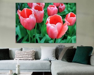The Tulip Beauties van Cornelis (Cees) Cornelissen