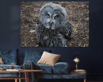 Hibou sur Fabian H