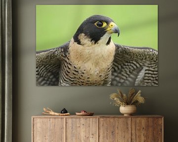 Slechtvalk (Falco peregrinus) van Ronald Pol