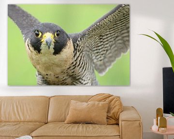 Slechtvalk (Falco peregrinus) van Ronald Pol