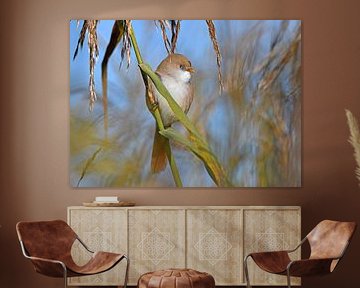 La jolie mésange à moustaches