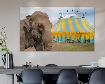 Olifant staat bij het circus van Egon Zitter