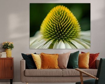 Echinacea flower