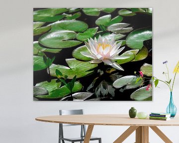 White water lily flowers in the garden pond