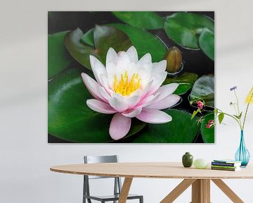 Pink water lily blossom in the garden pond