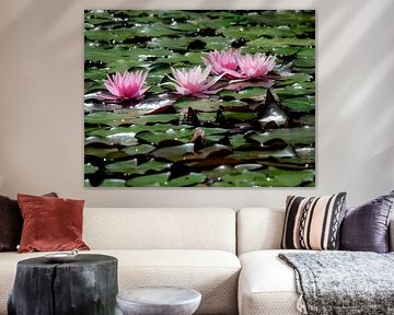 Pink water lily flowers in the garden pond