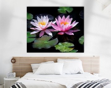 Pink water lily flowers in the garden pond