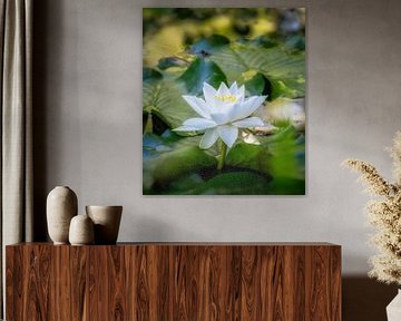 White water lily flowers in the garden pond