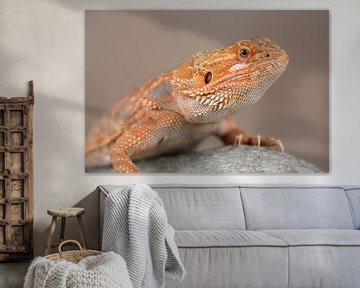 Baardagame (Pogona vitticeps) van Ronald Pol