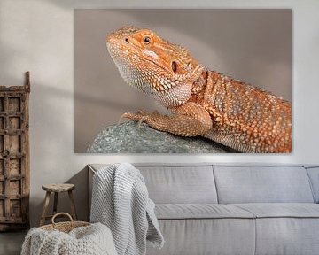 Baardagame (Pogona vitticeps) van Ronald Pol