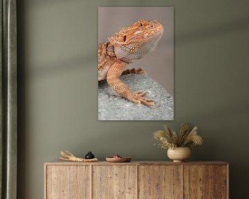 Baardagame (Pogona vitticeps) van Ronald Pol