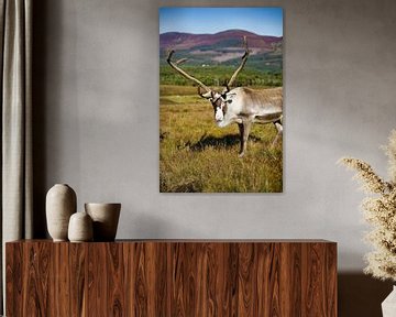 Friendly reindeer in Scotland's Cairngorm Mountains by Laura Krol