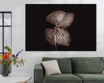 Gedroogde Hortensia - Bruine bloemen met betekenis