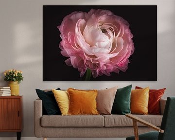 Zachtroze Ranonkel - Roze bloemen met betekenis