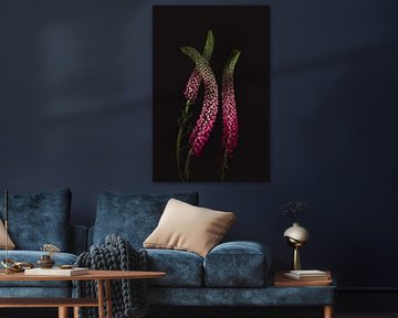 Roze Veronica - Roze bloemen met betekenis