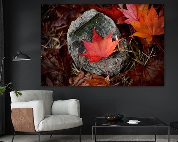 Autumn Vibes