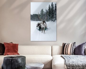 Winter Vibes