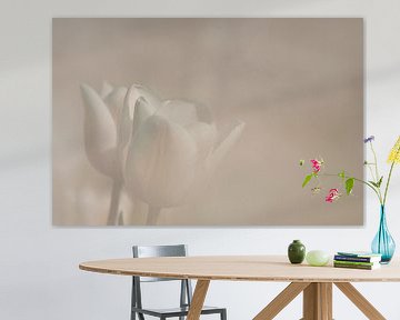 Tulp in zachtlicht van Incanto Images