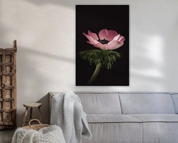 Roze Anemoon - Roze bloemen met betekenis