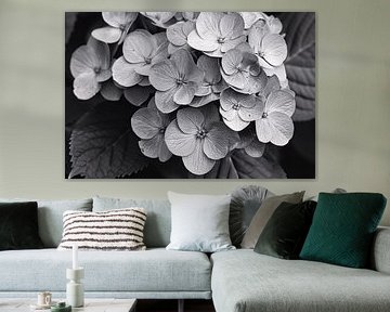 Hydrangea in Zwart-Wit