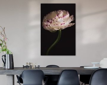 Kunst Ranunkel von Sandra Hazes