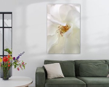 White rose
