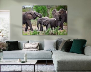 Olifanten in Zuid-Afrika, Krugerpark
