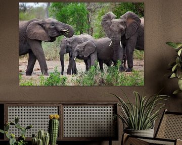 Olifanten in Zuid-Afrika, Krugerpark van HansKl