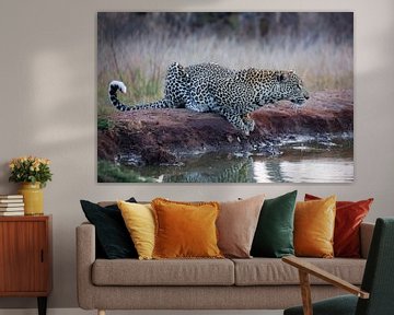 Leopard im Krügerpark in Südafrika